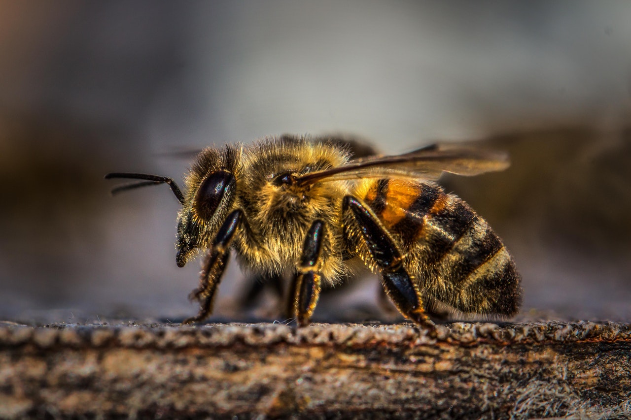 Bee removal Mississauga