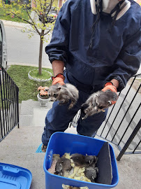 Raccoons removal