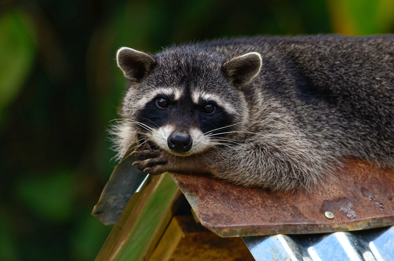 Raccoon removal Mississauga
