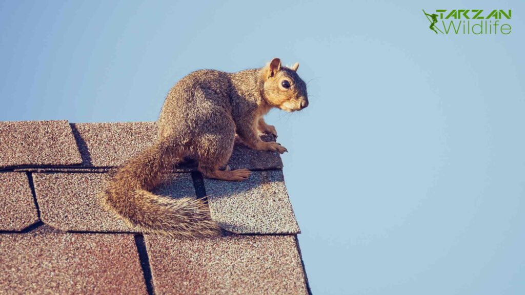 Get Rid of Squirrels in Roof