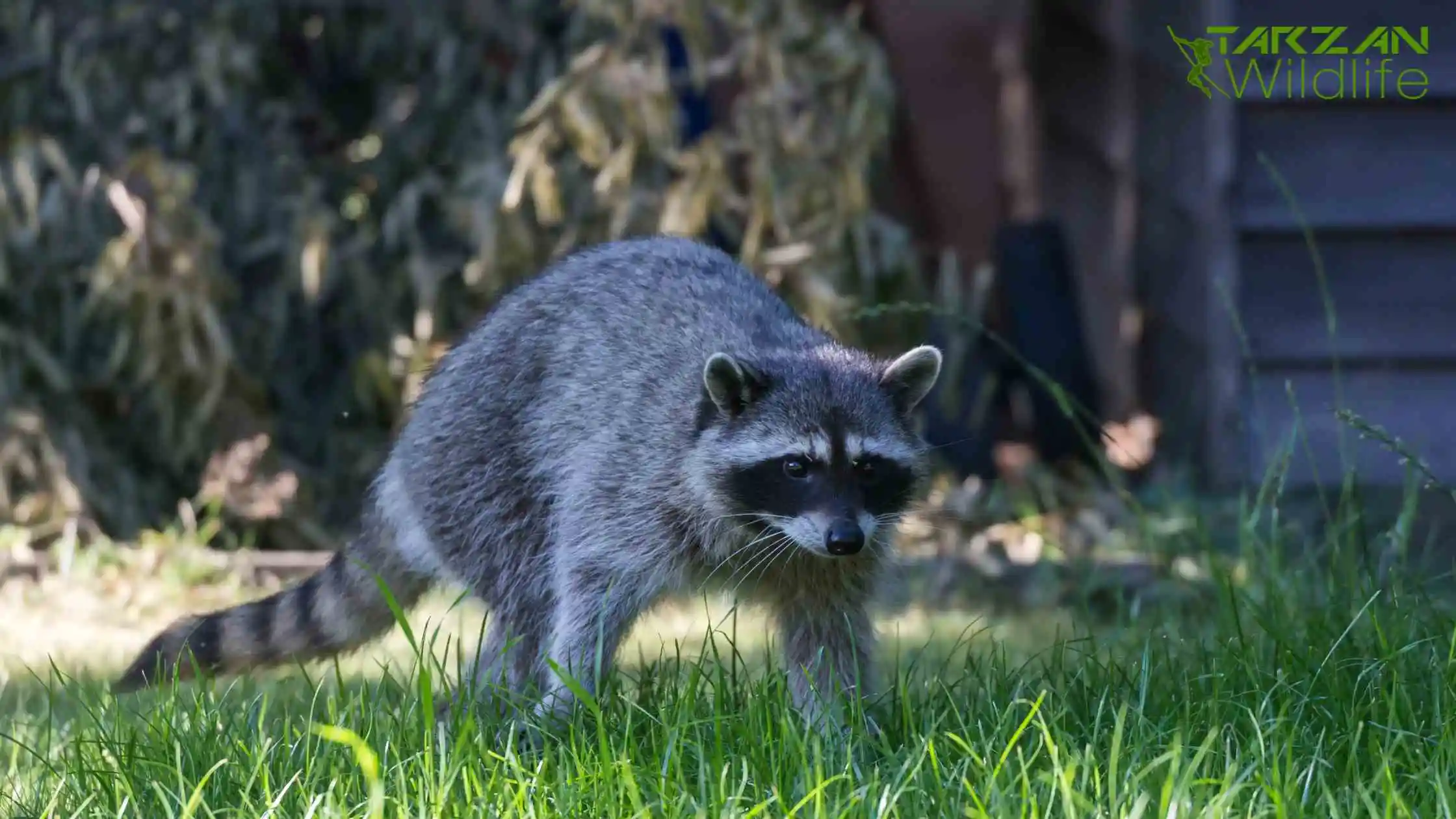 Professional-Raccoons-Removal