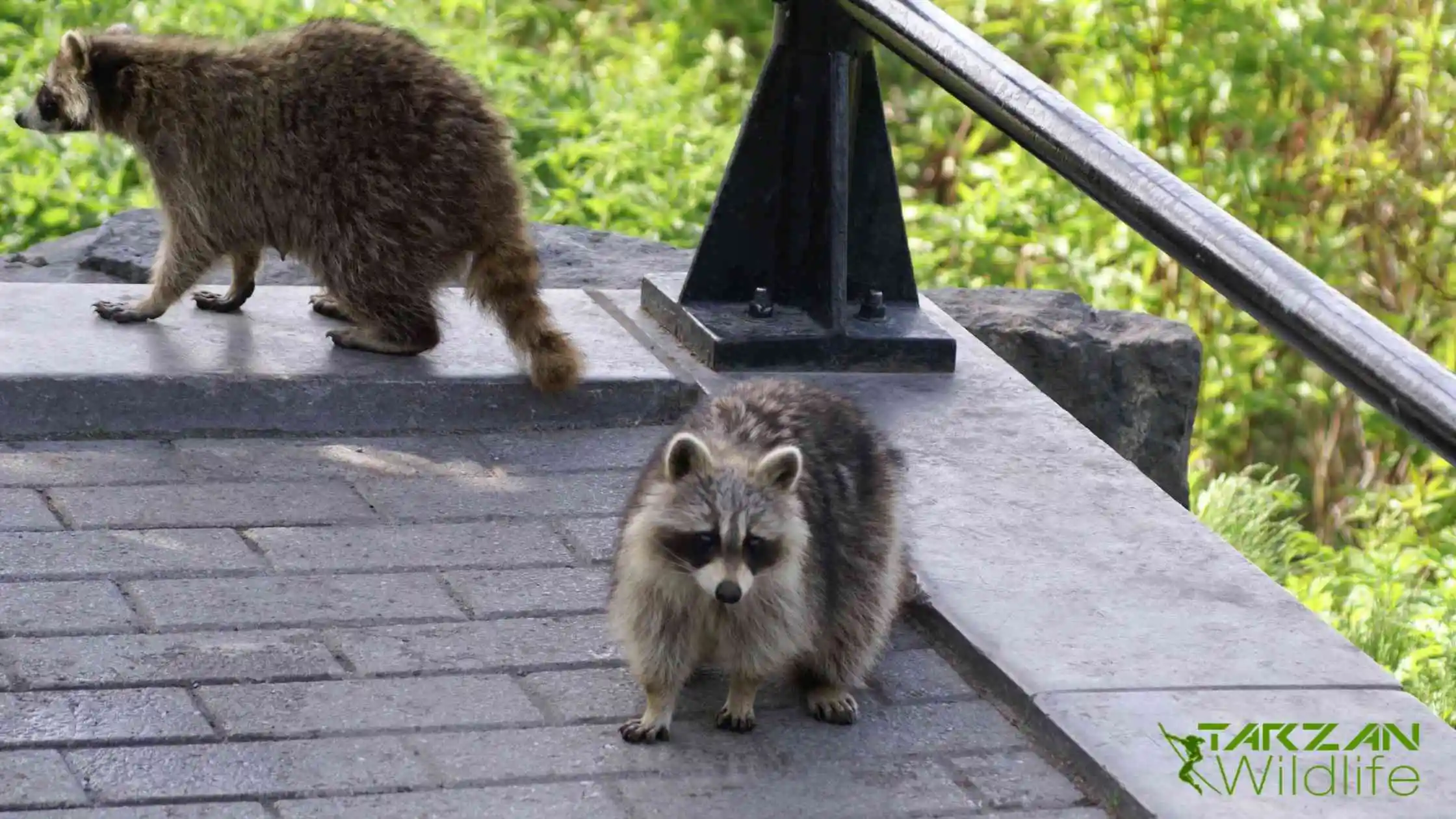 Raccoons-Off-Your-Property-min
