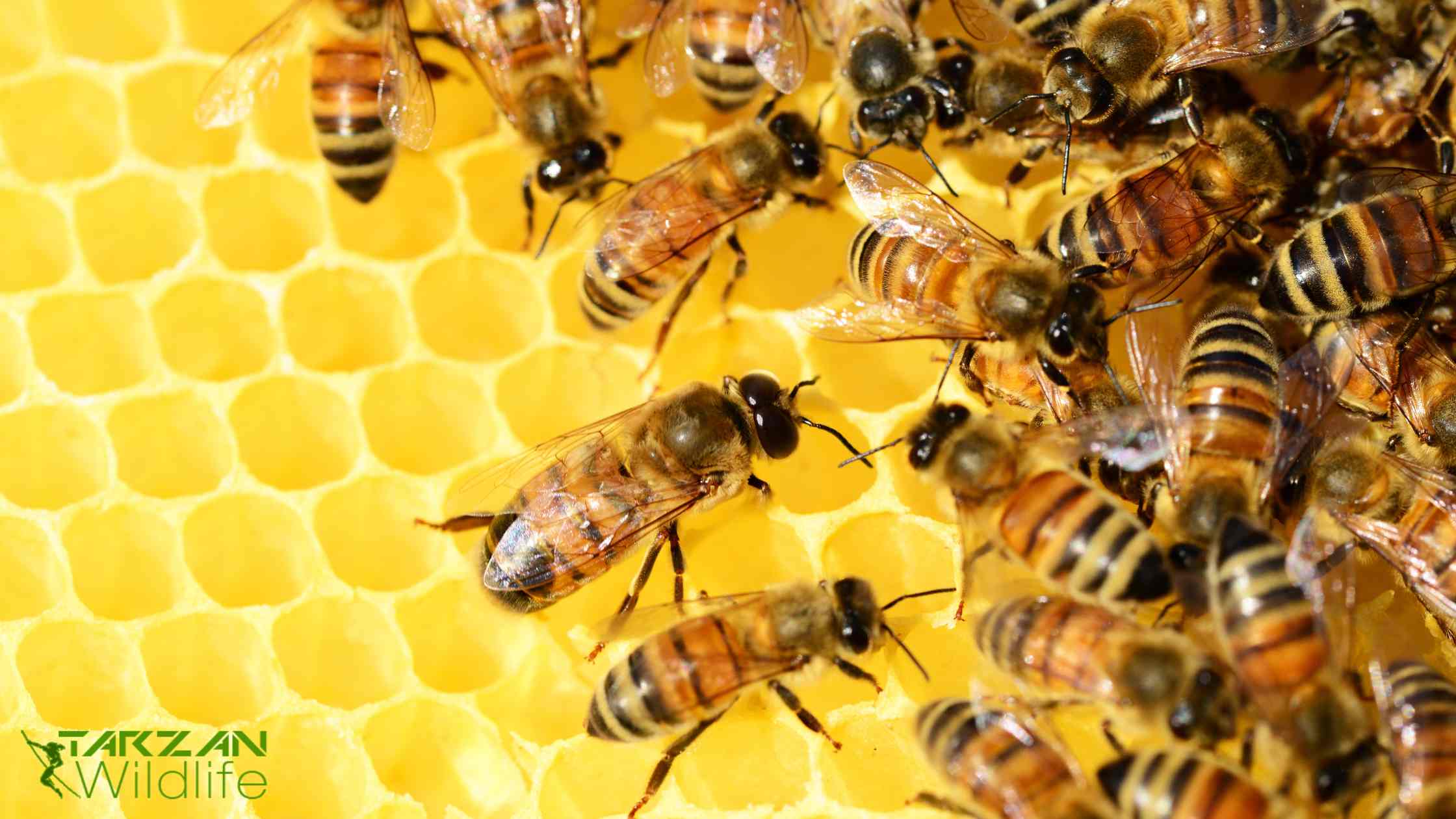 remove-bee-hive-min