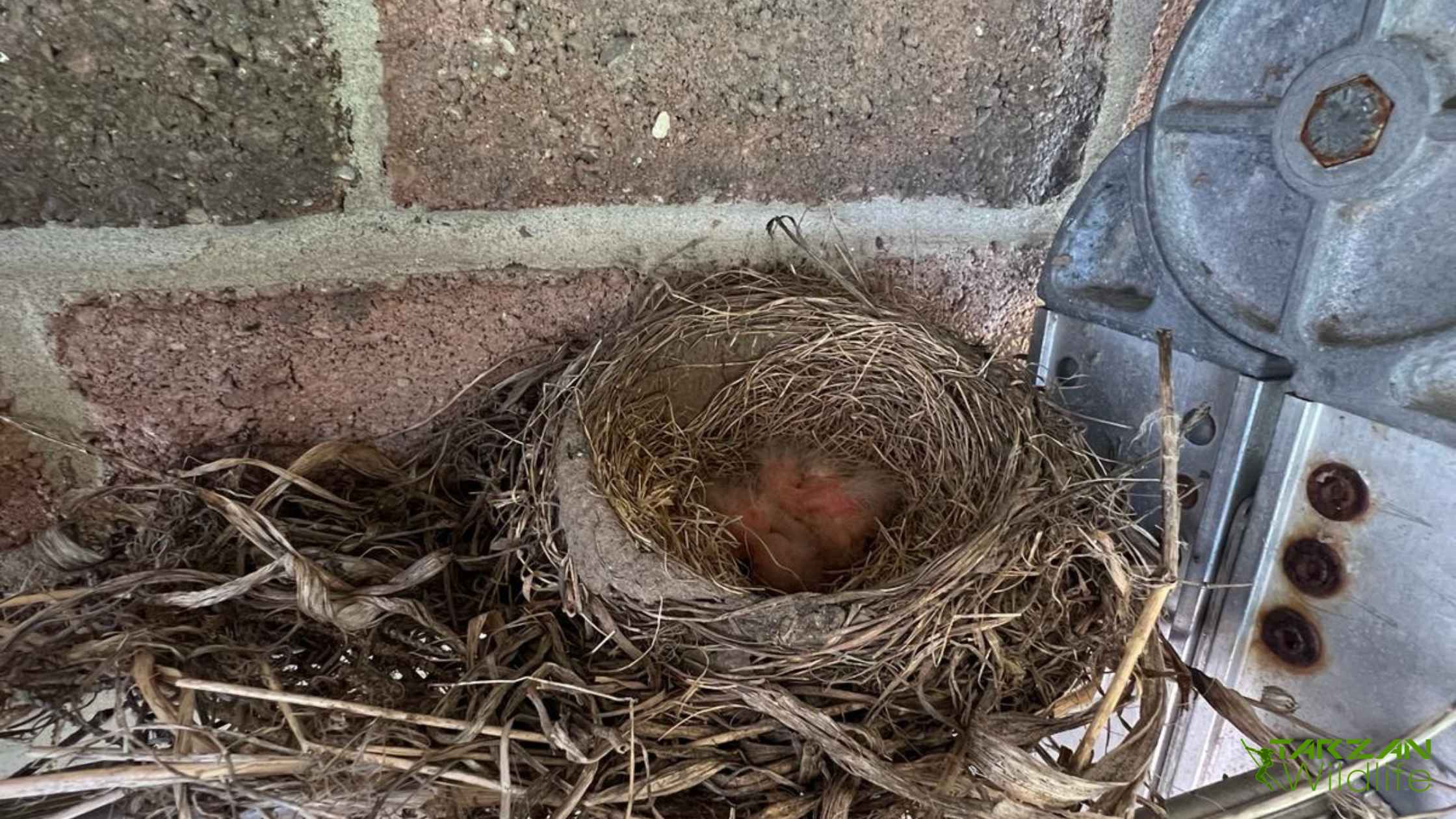 Bird-nest-removal-min-1