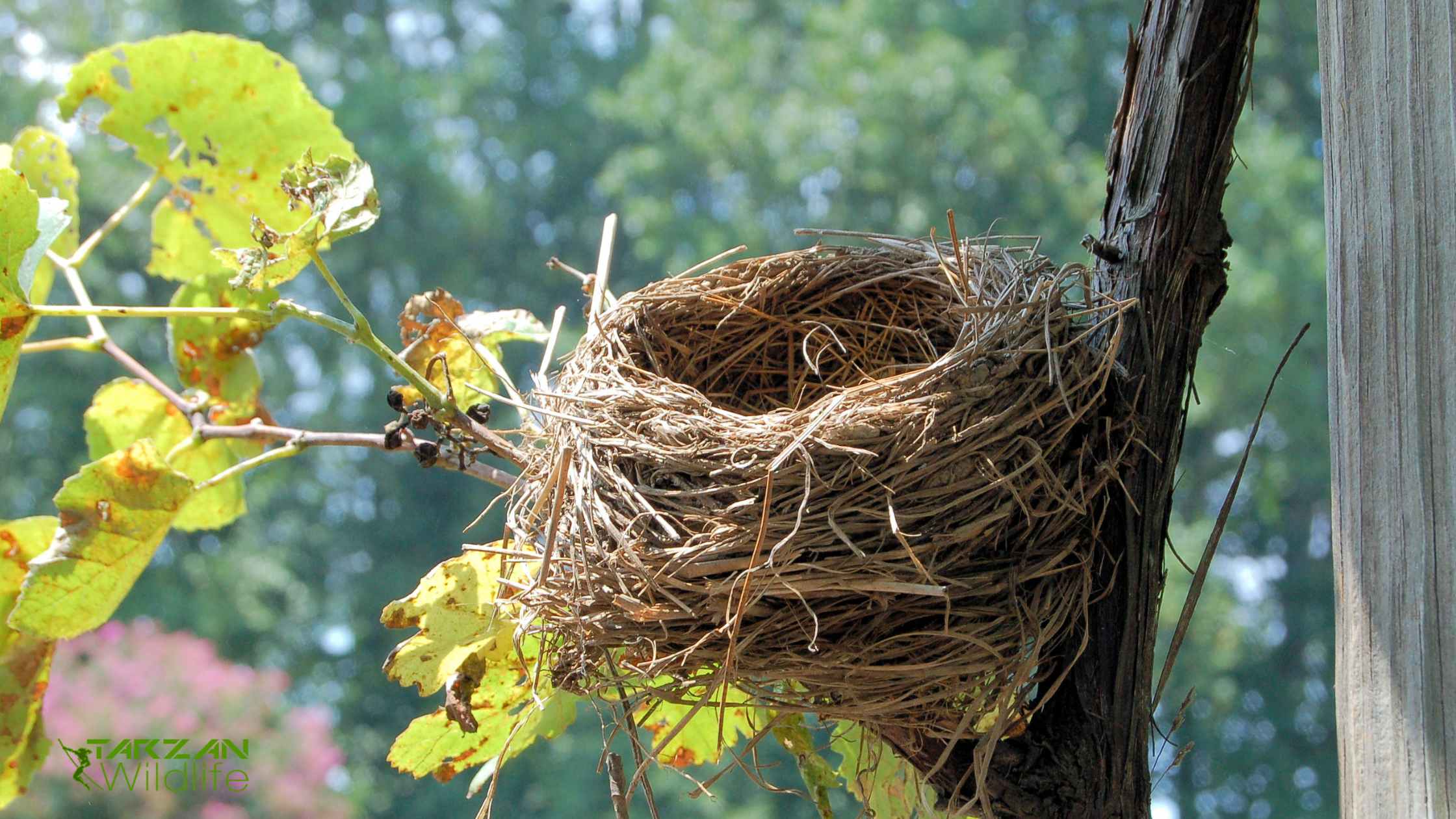 Bird nest removal services-min