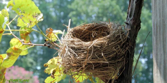 The Dos and Donts of Bird Nest Removal