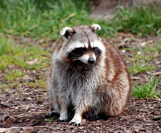 Raccoon-Removal-Services-GTA