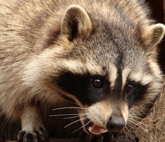 Raccoon-removal-service