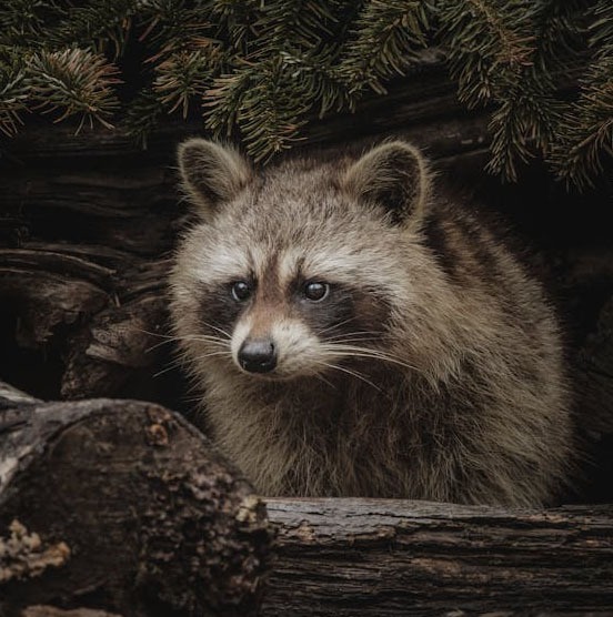 Raccoon-removal-services