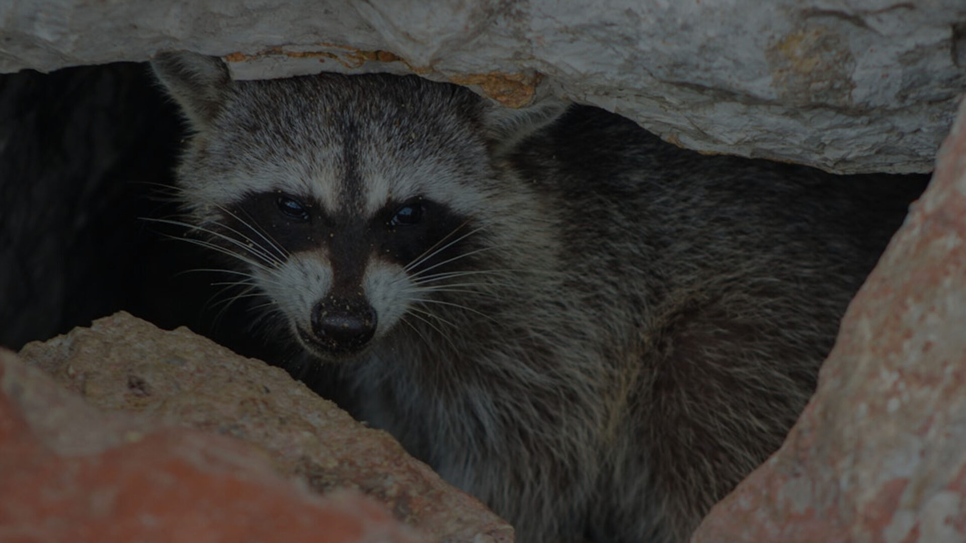 Raccoon-removal-from Toronto-home