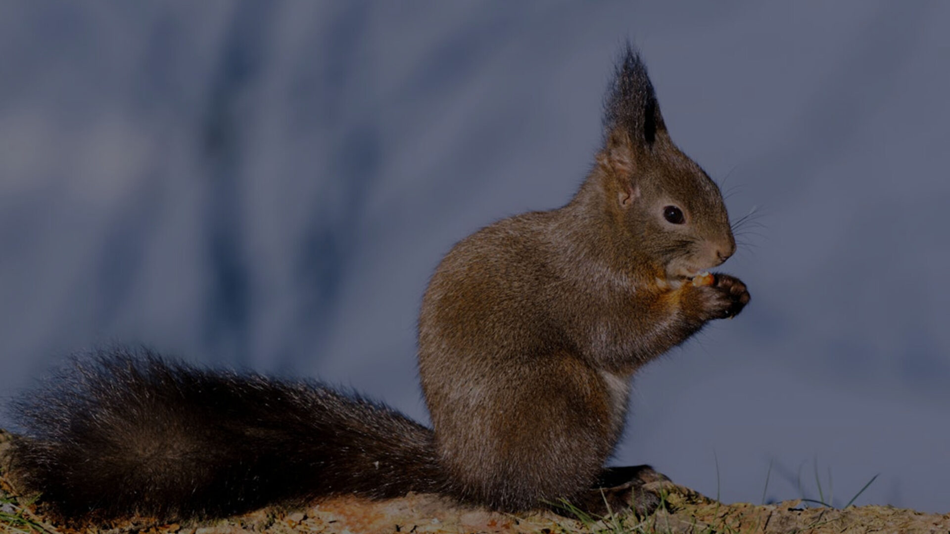 Red Squirrel removal form attic