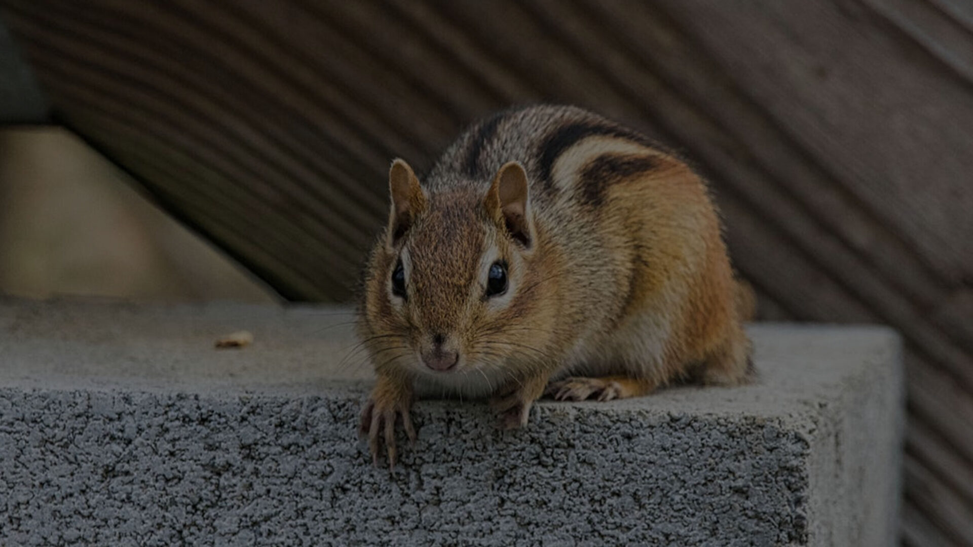 Chipmunk removal from roof