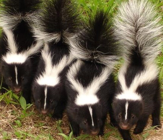 Skunk-Removal-from-Toronto