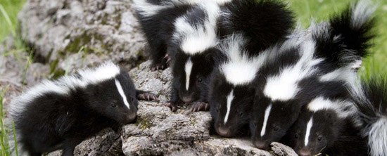 skunks-live-under-sheds
