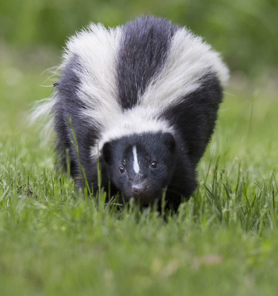 Skunks-living-under-decks