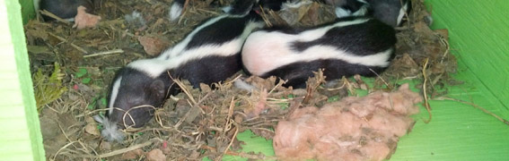 Skunks-damage-property