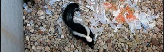 Skunk-smell-under-decks