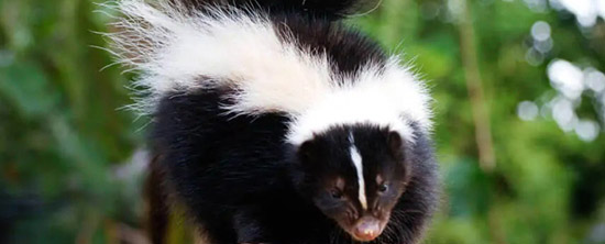 Skunk-removal-service