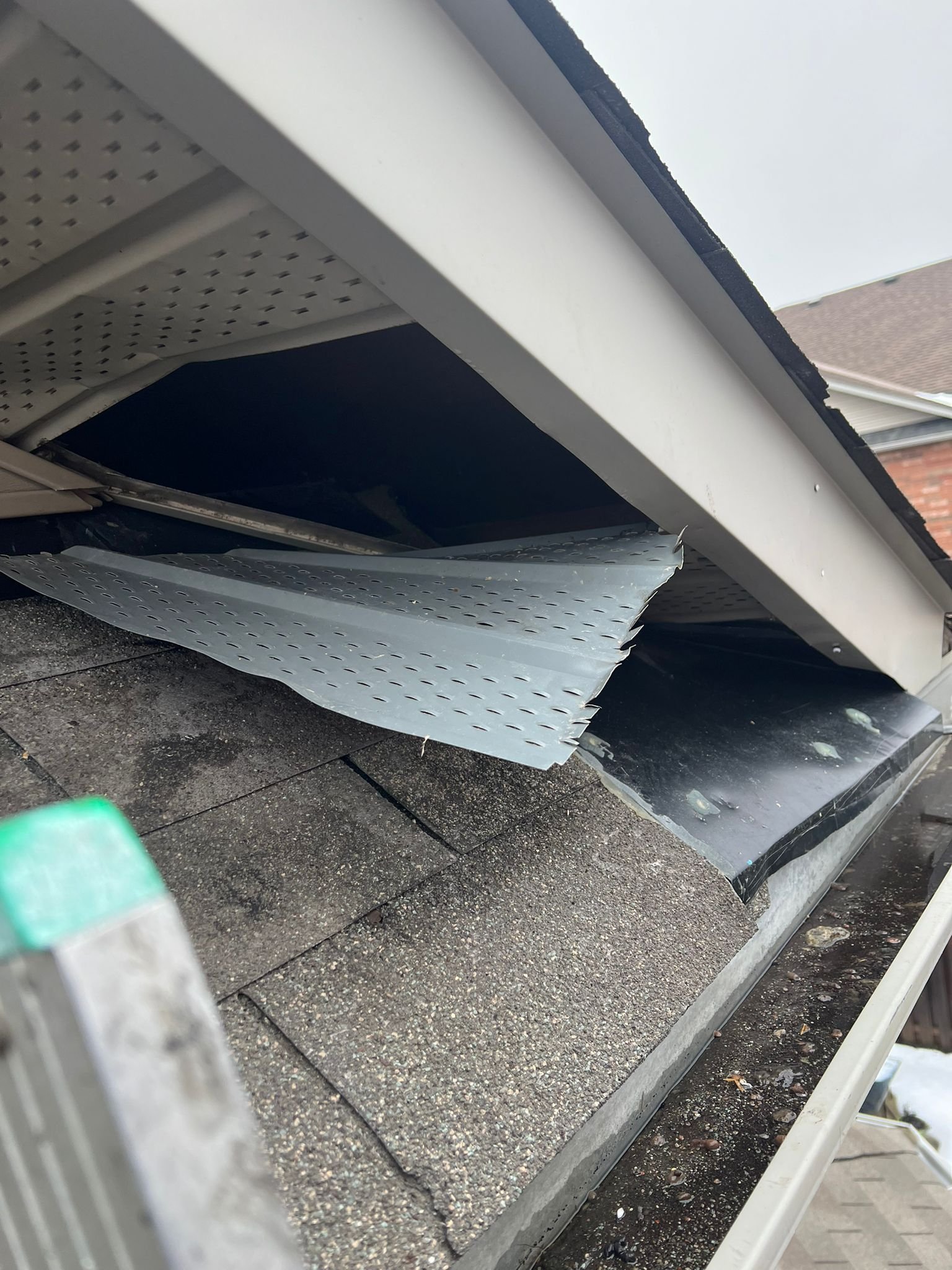 raccoon-removal-brampton