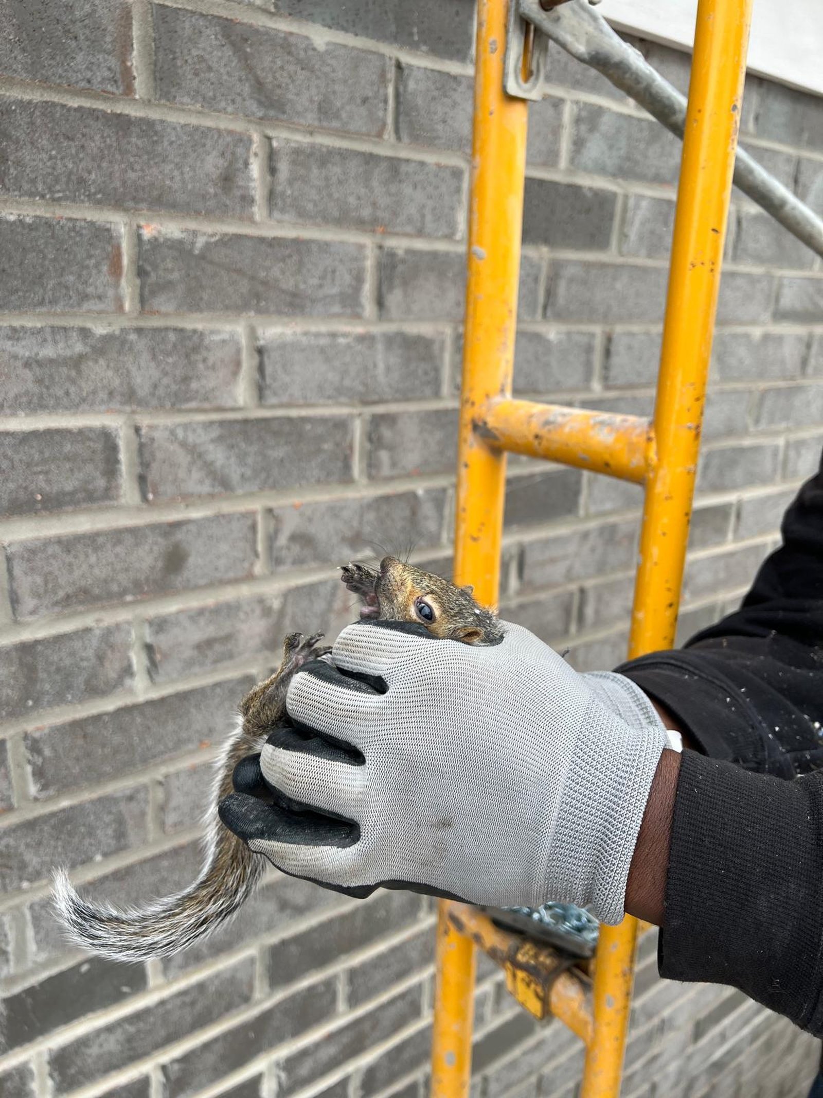 wildlife-removal-brampton