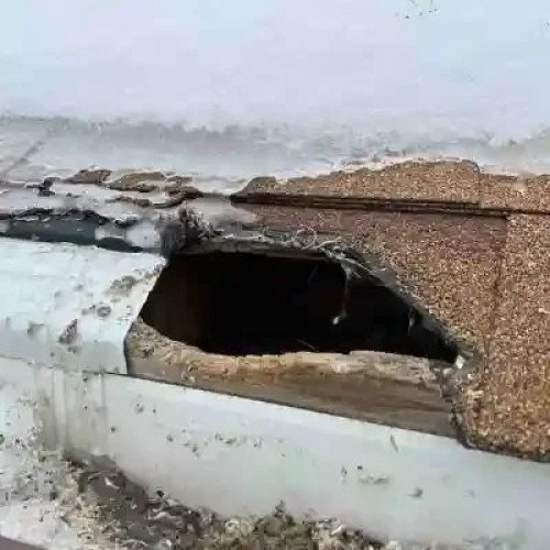 accoon Removal Mississauga1 accoon Removal Mississauga1
